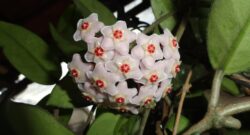 Innovative Eco-Friendly Initiatives Taking Root in Southern California