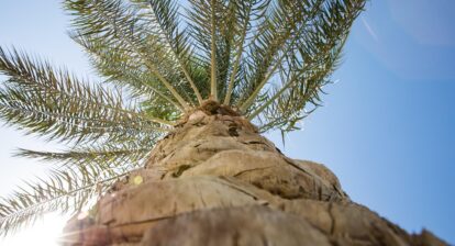 A Desert Oasis: Unveiling the Best of Palm Springs