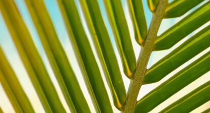 Sunkissed Serenity: Discovering the Hidden Gems of Palm Springs