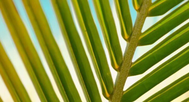 Sunkissed Serenity: Discovering the Hidden Gems of Palm Springs