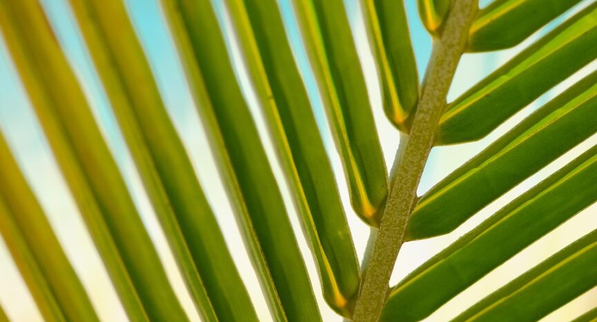 Sunkissed Serenity: Discovering the Hidden Gems of Palm Springs