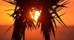 Modernism Meets Nature: Exploring Palm Springs’ Architectural Wonders