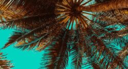 Palm Springs in Bloom: A Guide to the Desert’s Vibrant Gardens