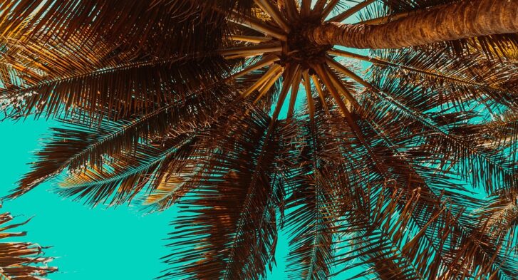 Palm Springs in Bloom: A Guide to the Desert’s Vibrant Gardens