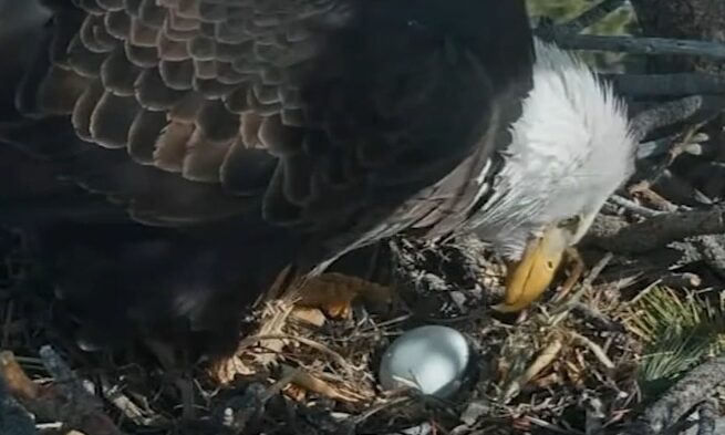 Big Bear’s Jackie and Shadow lay again after devastating nest invasion