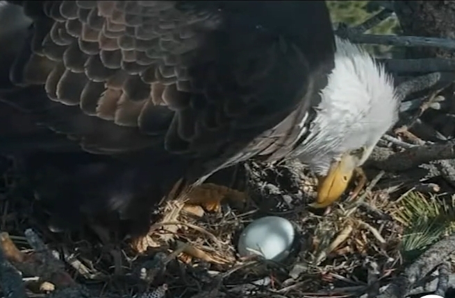 Big Bear’s Jackie and Shadow lay again after devastating nest invasion
