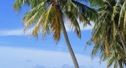 Taste of the Desert: Culinary Delights in Palm Springs