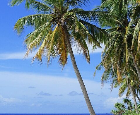 Taste of the Desert: Culinary Delights in Palm Springs