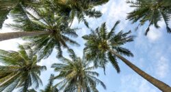 Chic Retreat: The Ultimate Guide to Luxury Stays in Palm Springs