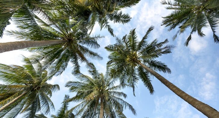 Chic Retreat: The Ultimate Guide to Luxury Stays in Palm Springs