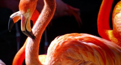 Whale Watching in San Diego: A Marine Spectacle You Can’t Miss